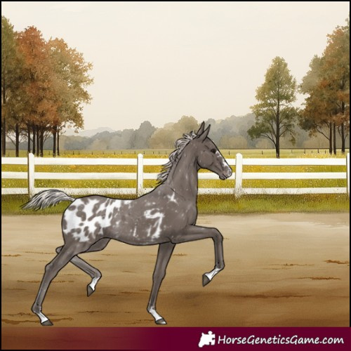 Horse Color:Silver Black Appaloosa Rabicano