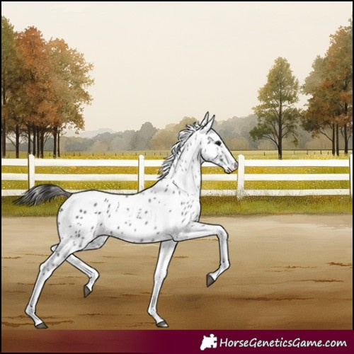 Horse Color:Smoky Black Tobiano Appaloosa 