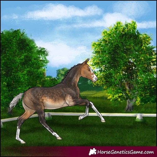 Horse Color:Silver Buckskin Appaloosa 