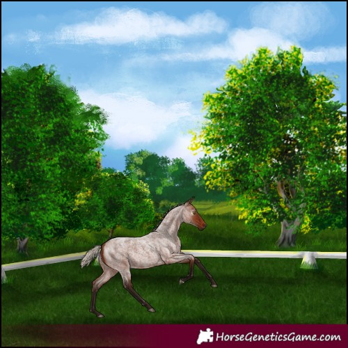 Horse Color:Gray Silver Bay Roan Rabicano 