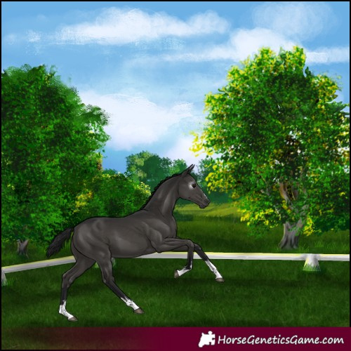Horse Color:Gray Black