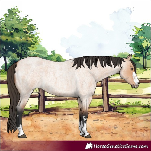 Horse Color:Bay Roan Dun 