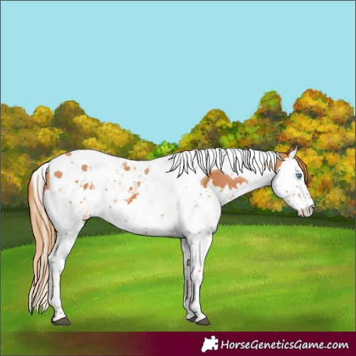 Horse Color:Chestnut Splash Tobiano and Chestnut Splash Tobiano