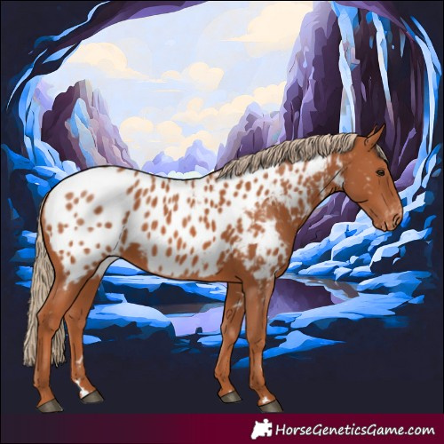 Horse Color:Chestnut Appaloosa 