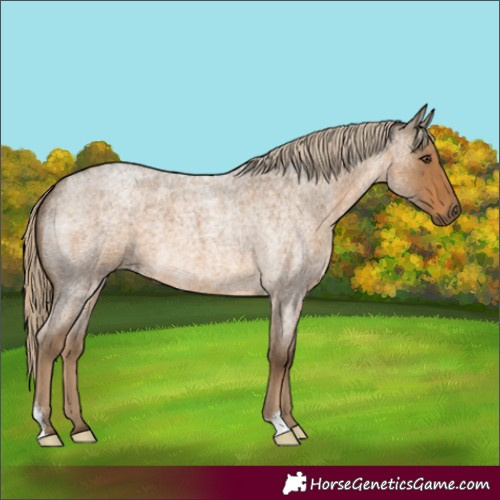 Horse Color:Chocolate Palomino Roan