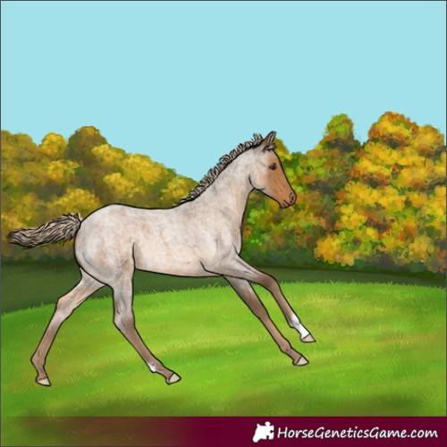 Horse Color:Chocolate Palomino Roan