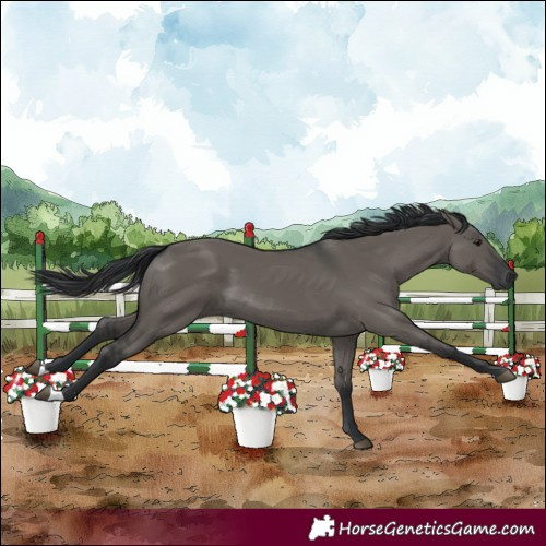 Horse Color:Grullo