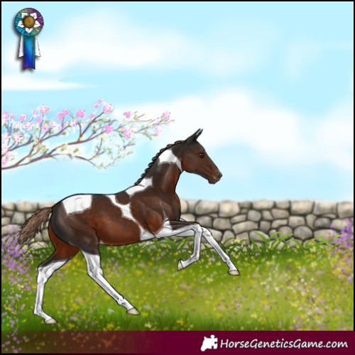 Horse Color:Liver Chestnut Tobiano Appaloosa 