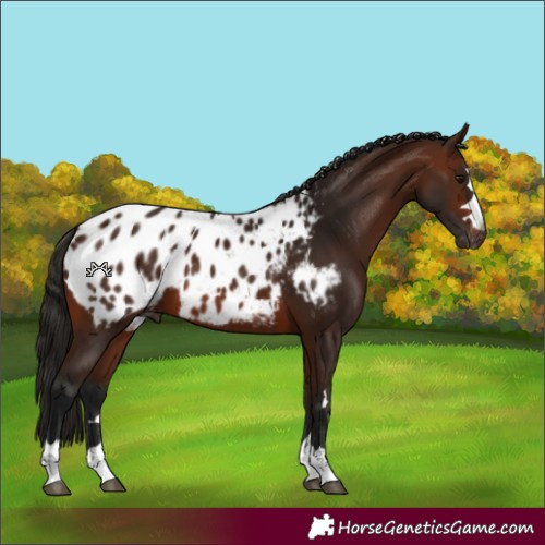 Horse Color:Gray Bay Appaloosa 