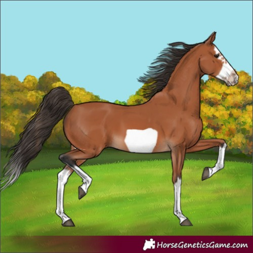 Horse Color:Bay Splash Frame 