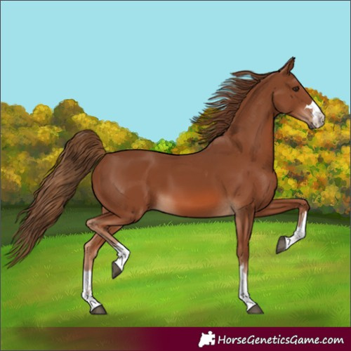 Horse Color:Chestnut 