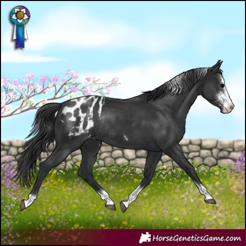 Horse Color:Black Sabino Tobiano Appaloosa Rabicano