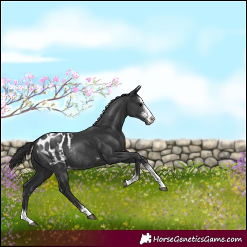 Horse Color:Black Sabino Tobiano Appaloosa Rabicano