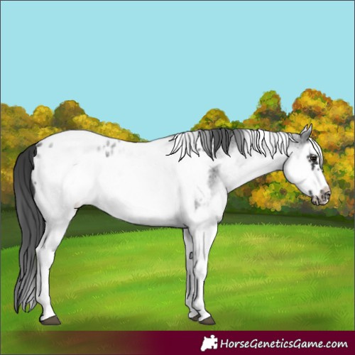 Horse Color:White Spotted Blue Roan Splash Frame Appaloosa 