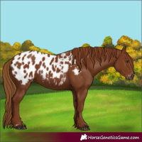Horse Color:Gray Chestnut Near Leopard 