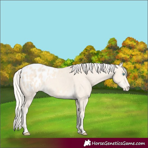 Horse Color:Cremello Appaloosa 