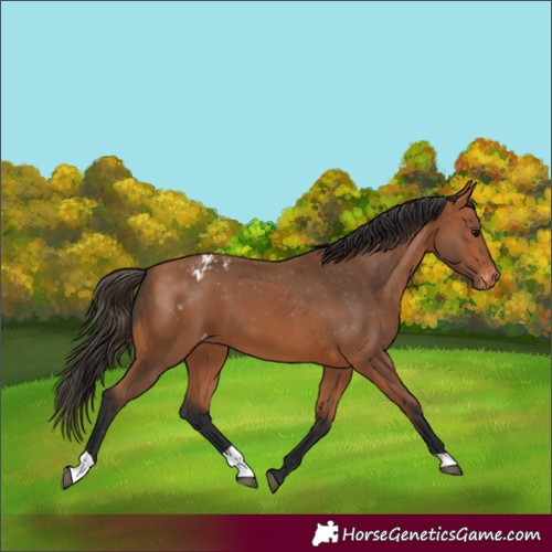 Horse Color:Bay Varnish