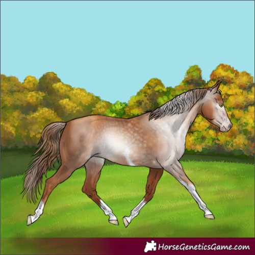 Horse Color:Gray Gold Champagne Tobiano