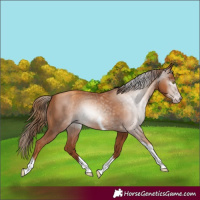 Horse Color:Gray Gold Champagne Tobiano 