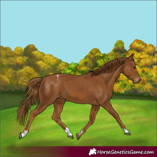 Horse Color:Gray Chestnut Appaloosa