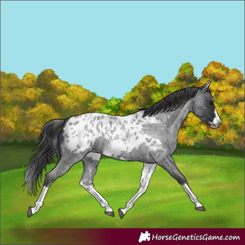 Horse Color:White Spotted Blue Roan Splash Frame Appaloosa
