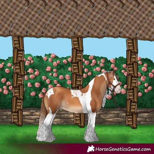 Horse Color:Gray Gold Champagne Splash Tobiano Rabicano 