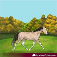 Horse Color:Bay Dun Splash Rabicano 