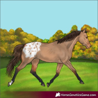 Horse Color:Bay Dun Blanket