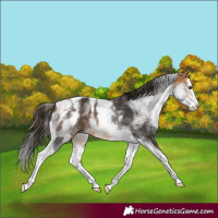 Horse Color:White Spotted Buckskin Splash Tobiano 