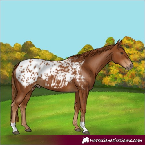 Horse Color:Gray Chestnut Blanket 