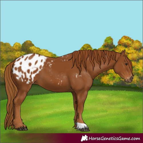 Horse Color:Gray Chestnut Blanket 
