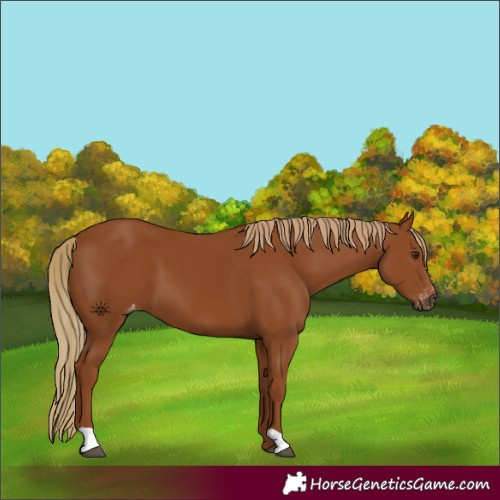Horse Color:Gray Chestnut Appaloosa 