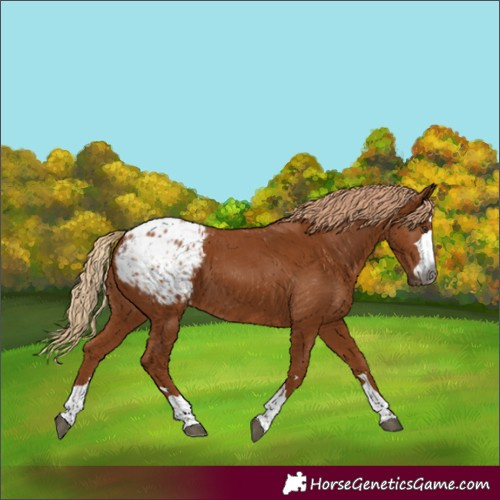 Horse Color:Gray Chestnut Appaloosa