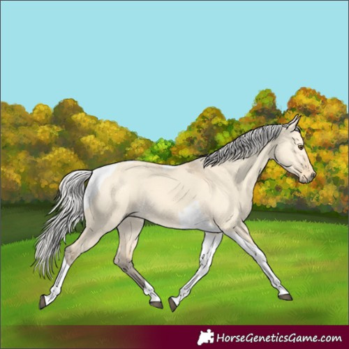 Horse Color:Silver Buckskin Dun Tobiano