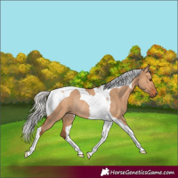 Horse Color:Silver Bay Dun Tobiano Rabicano 