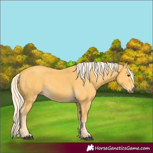 Horse Color:Palomino
