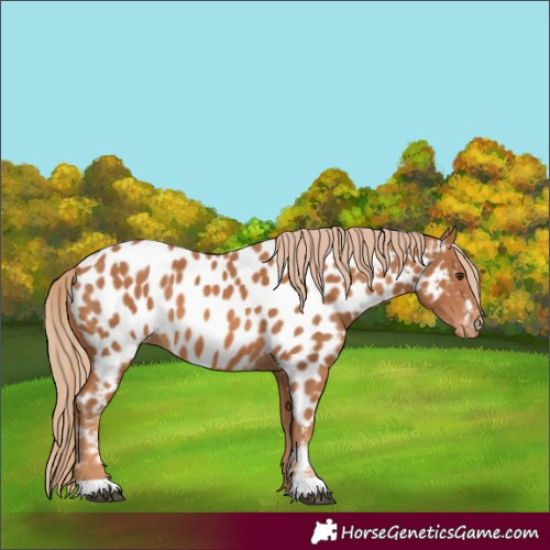 Horse Color:Chestnut Appaloosa 