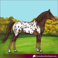 Horse Color:Gray Chestnut Appaloosa 
