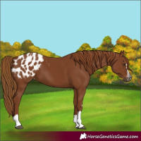 Horse Color:Gray Chestnut Appaloosa 