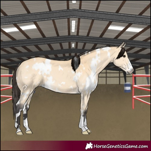 Horse Color:White Spotted Buckskin