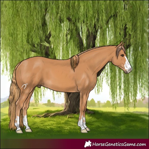 Horse Color:Chestnut 