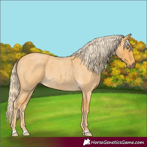 Horse Color:Palomino Roan
