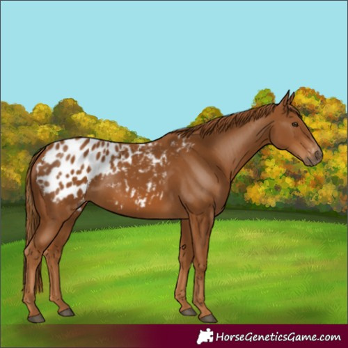 Horse Color:Gray Chestnut Blanket