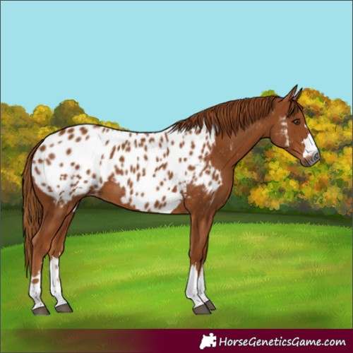 Horse Color:Gray Chestnut Near Leopard 