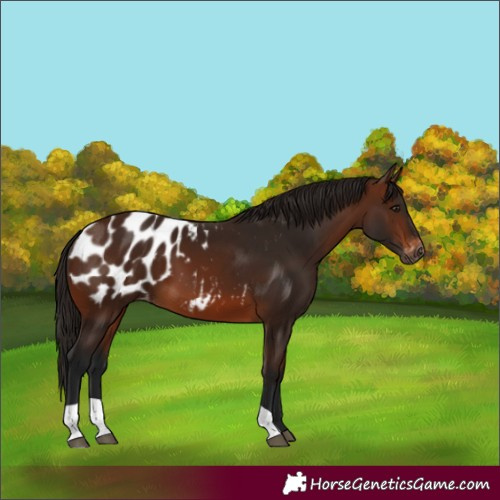 Horse Color:Gray Bay Blanket