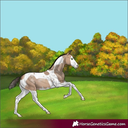 Horse Color:Amber Champagne Splash Tobiano