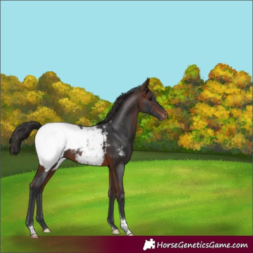 Horse Color:Brown Tobiano Appaloosa