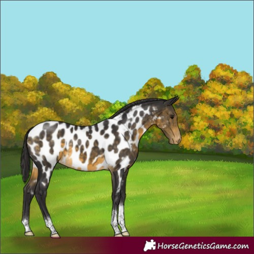Horse Color:Buckskin Tobiano Appaloosa