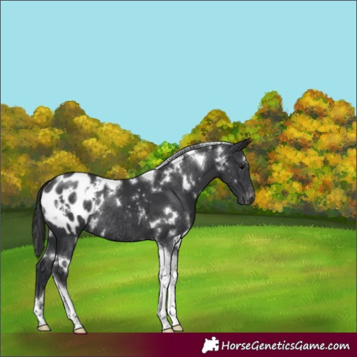 Horse Color:White Spotted Black Tobiano Appaloosa Rabicano 