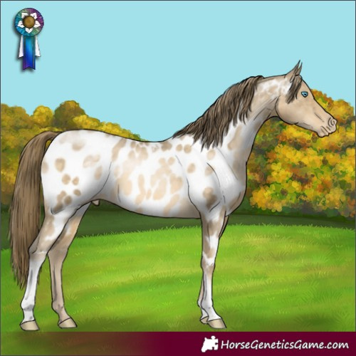 Horse Color:Buckskin Pearl Tobiano Appaloosa Rabicano